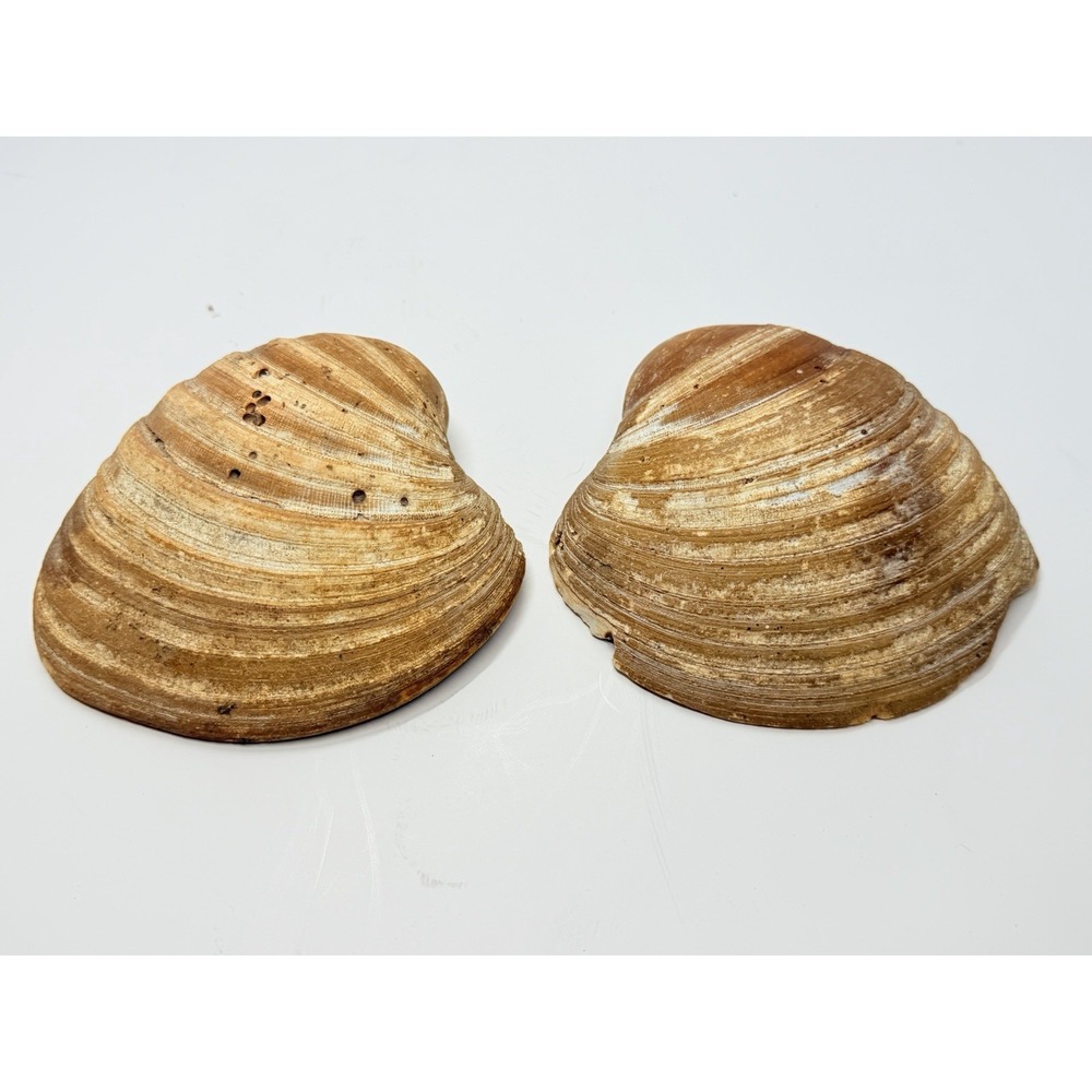 Set Of 2 Fossilized Bivalve Clam Shell Pair Mercenaria Quahog Mineral Specimens